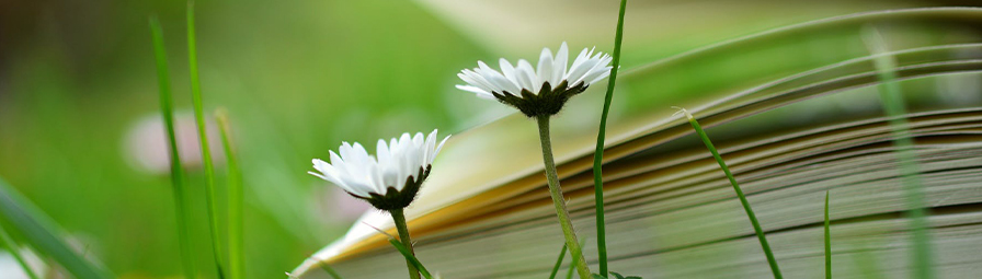 Banner_Summer-Reading.jpg Banner_Summer-Reading.jpg