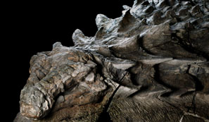 The Dinosaur Fossil from Cretaceous Canada image